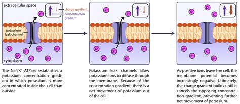 what is potassium leak channel